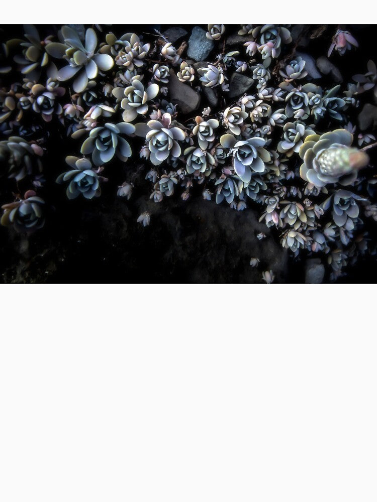 Succulent memories by CiaravinoArt