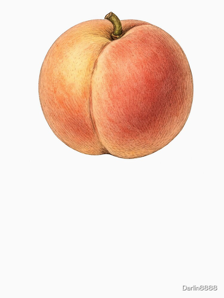 Vintage Peach Botanical Illustration - Antique Fruit Botanical Print by Darlin8888
