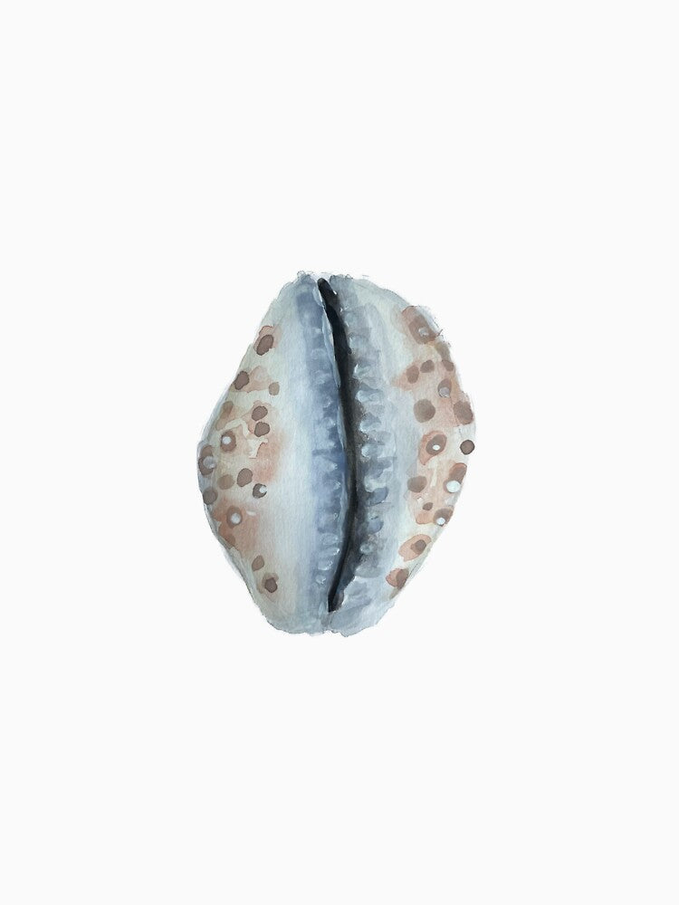 Cowry Seashell by therosiegarden