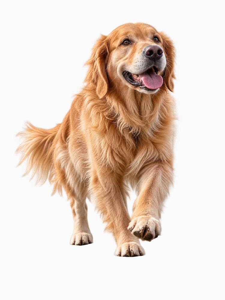Golden Retriever Four Paws Find The Summit Adventure Dog by Prince Tripathi