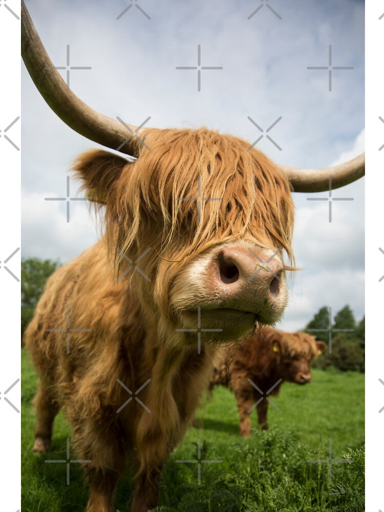 Highland Cow standing in field by Alex Sharp