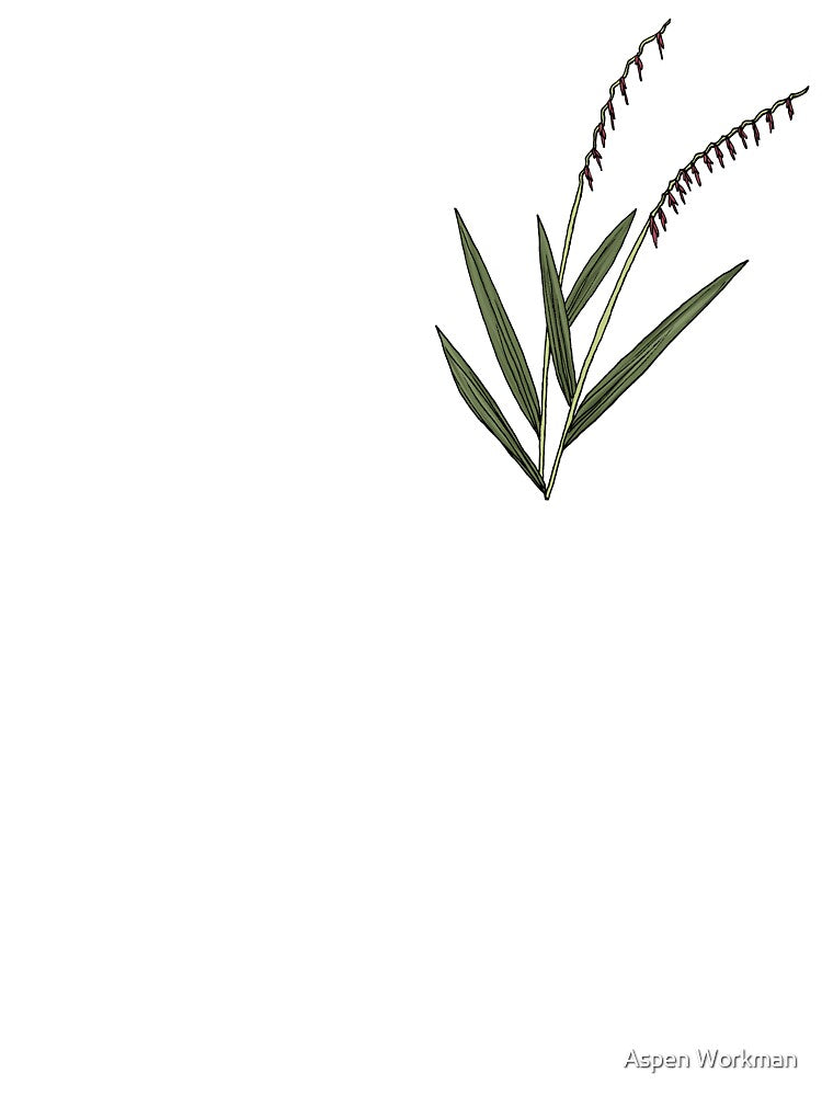 Bouteloua curtipendula - Sideoats grama by Aspen Workman