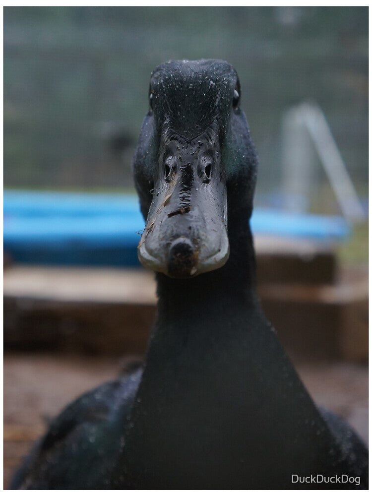 Rosemary the Cayuga Duck by DuckDuckDog
