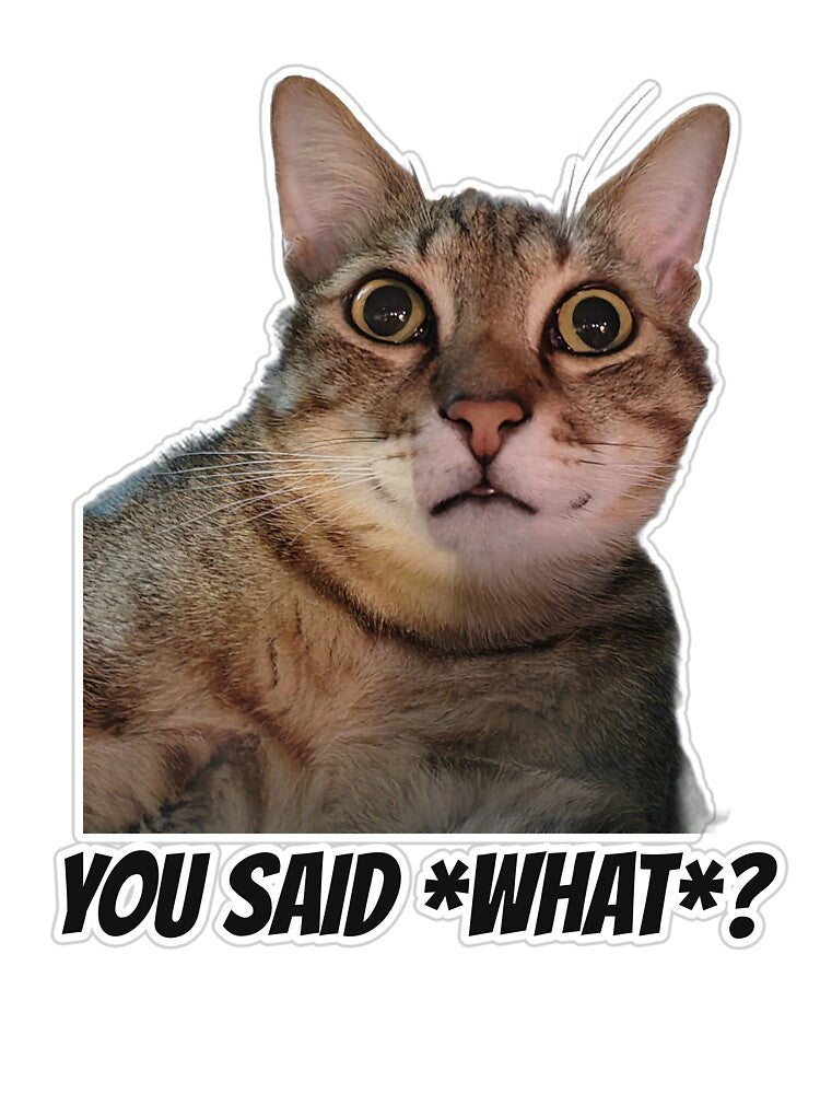 You Said What? Shocked Cat Funny Meme by MoodyCoCo