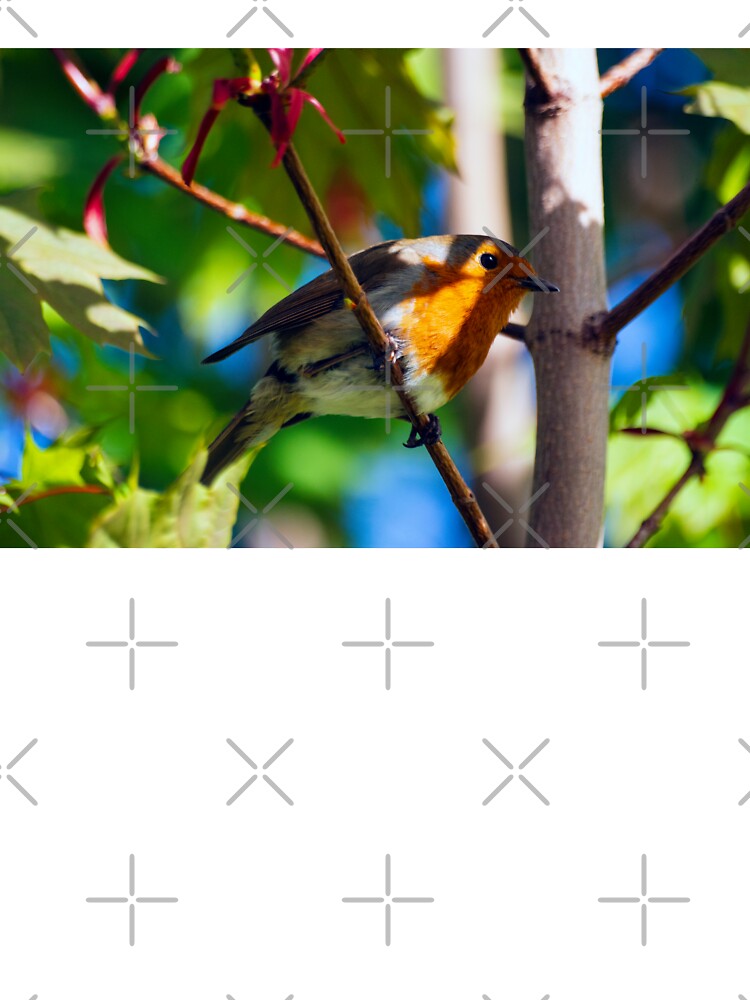 Robin perched in tree by emergentdesigns