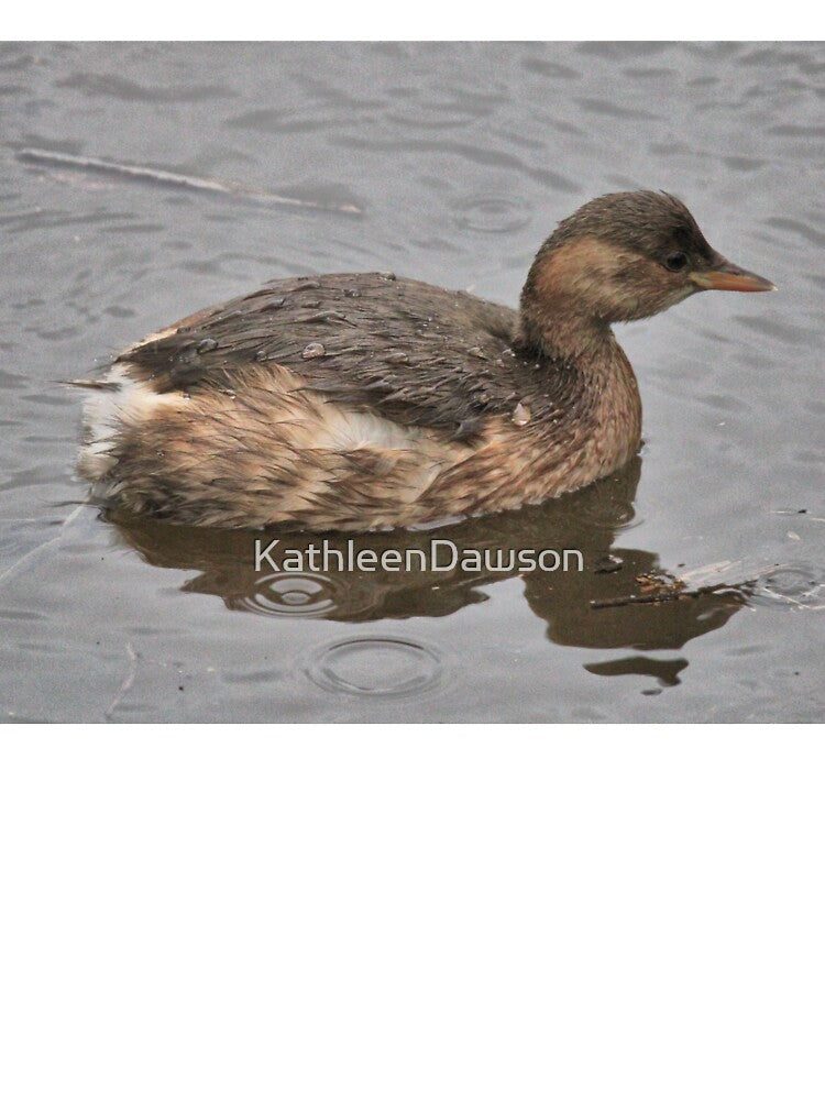 grebe by KathleenDawson