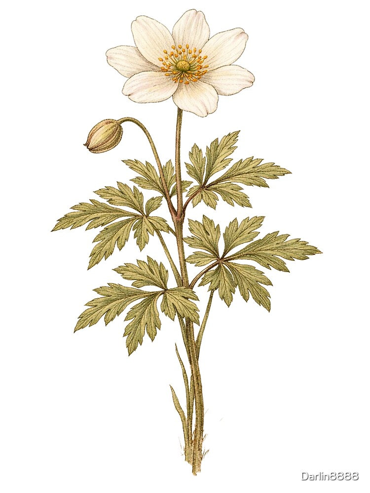 Vintage Wood Anemone Botanical Illustration - Anemone Nemorosa Antique Wildflower Print by Darlin8888