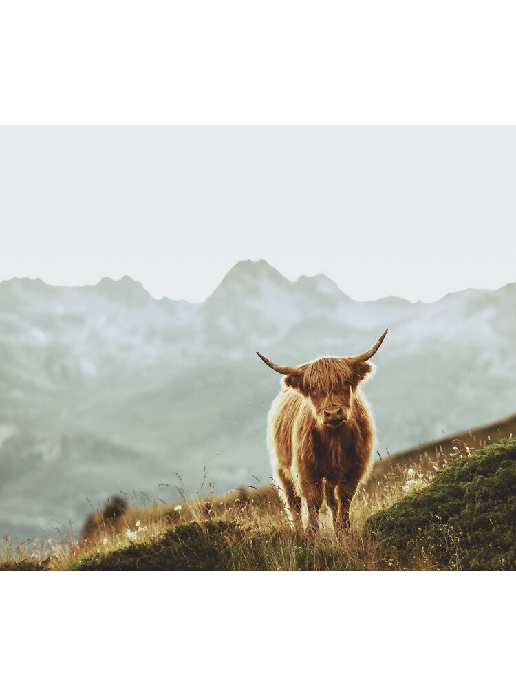 Highland Cow - Vintage Style by anass002