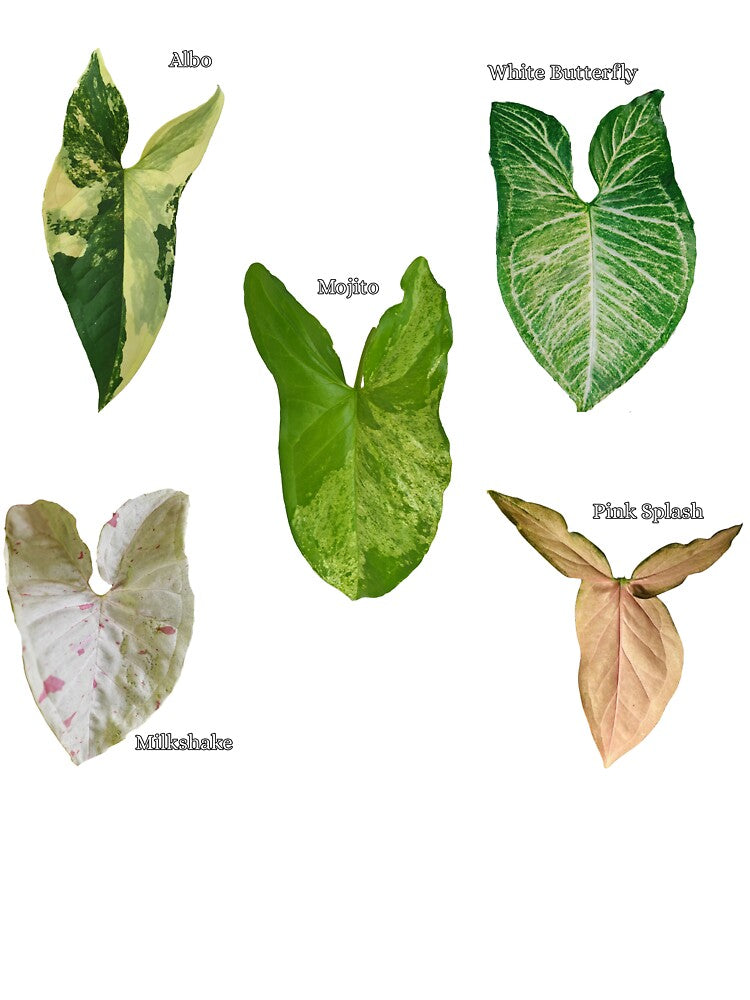 syngonium plant types by LivsPlantHouse