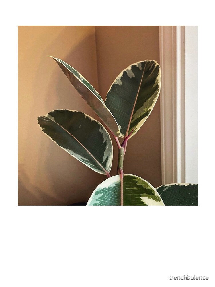 Ficus Tineke by trenchbalence
