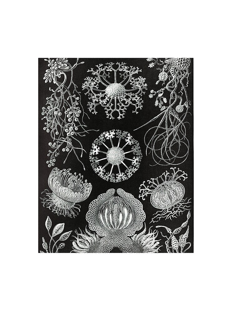 Aesthetic Botanical Art Print by Eva Vincent