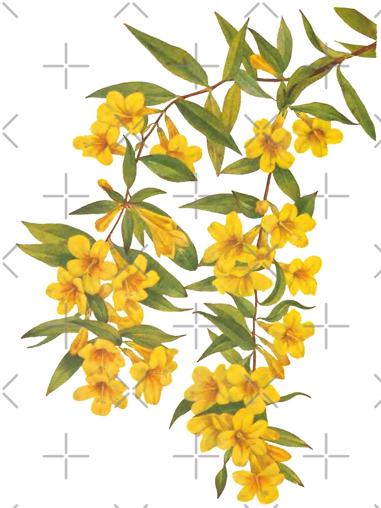 Yellow Wildflowers Botanical Print by Veriepear