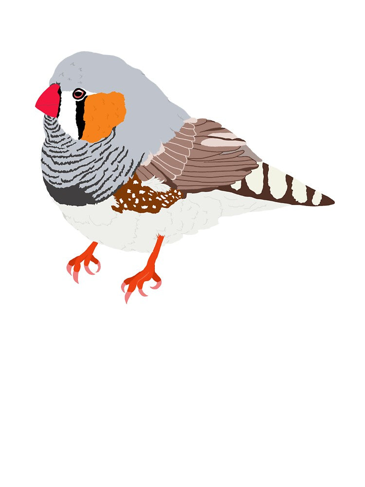 Cute Zebra Finch Bird by TiffinByLK