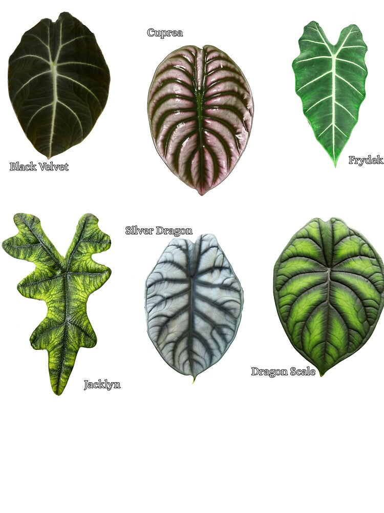 Alocasia plant types by LivsPlantHouse