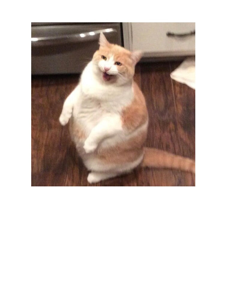 chonky cat meme sticker by katief44