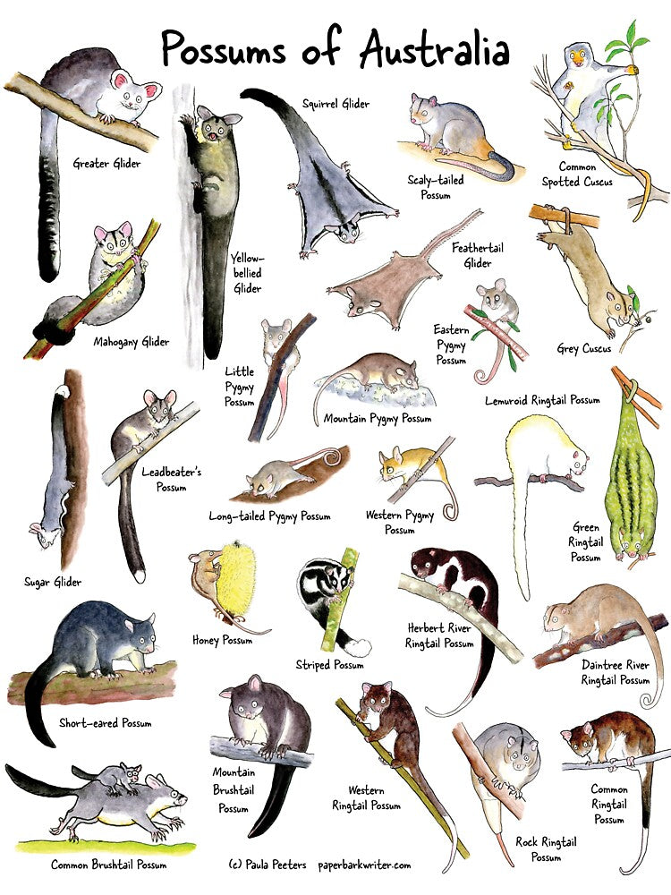 Possums of Australia (with names) by Paula Peeters
