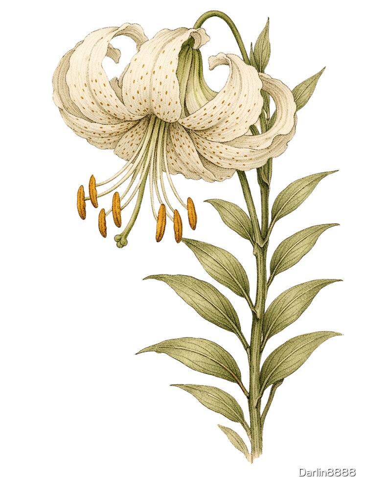 Vintage Botanical Lily Illustration - Antique Flower Print by Darlin8888