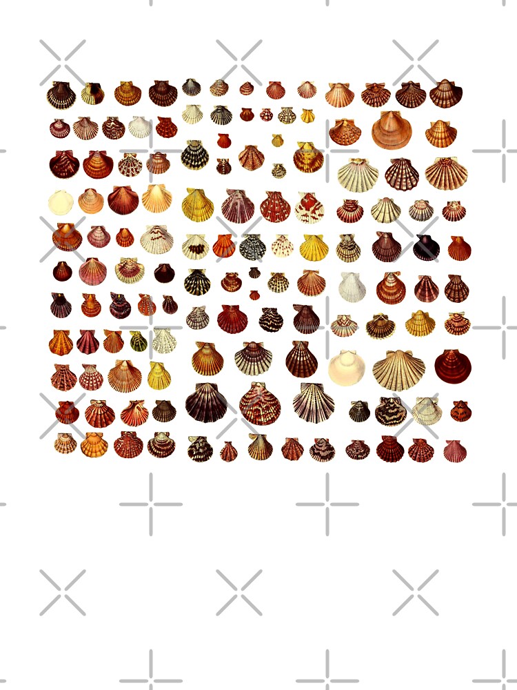 Big Collection of Tiny Shells by millie-and-inez