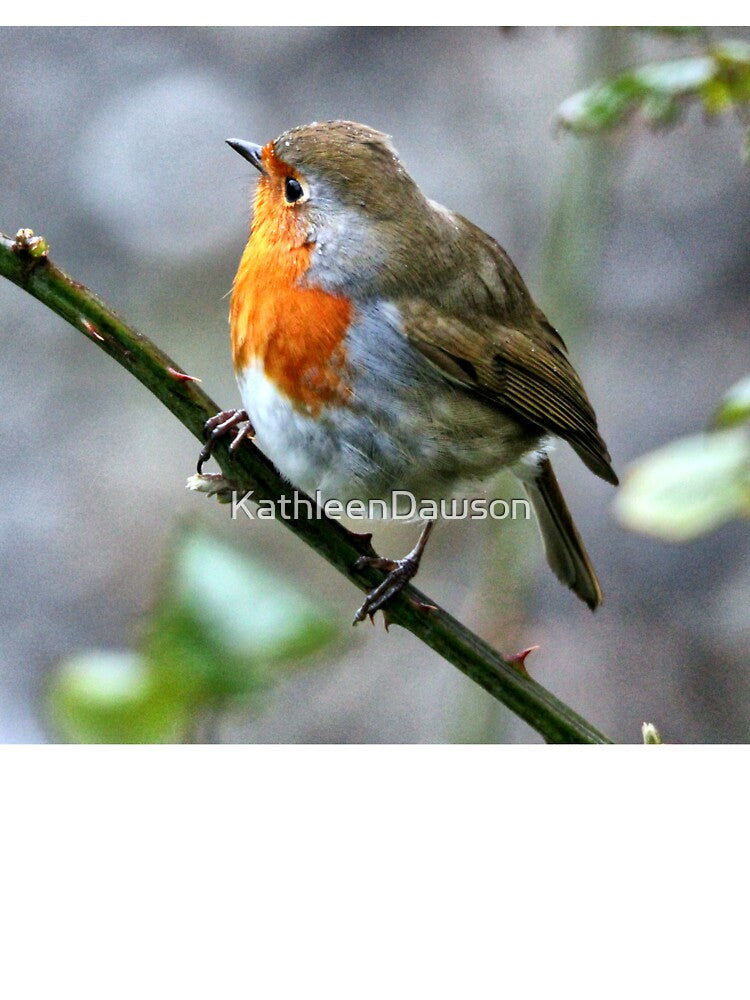 robin by KathleenDawson