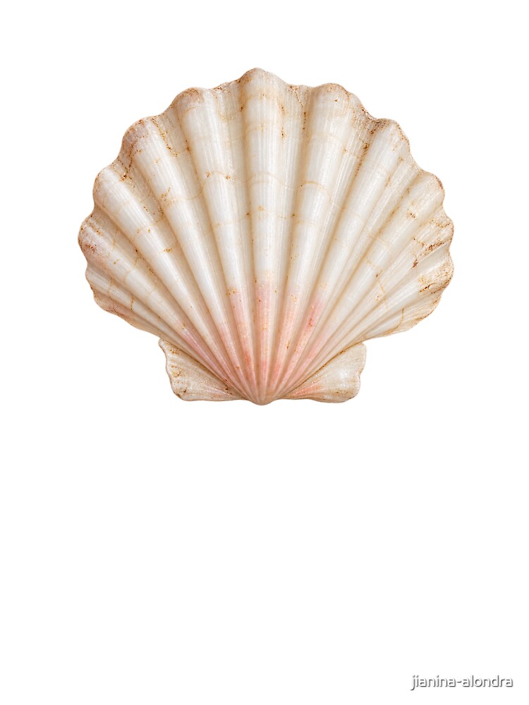 Pearl Scallop Seashell Coastal Aesthetic by jianina-alondra