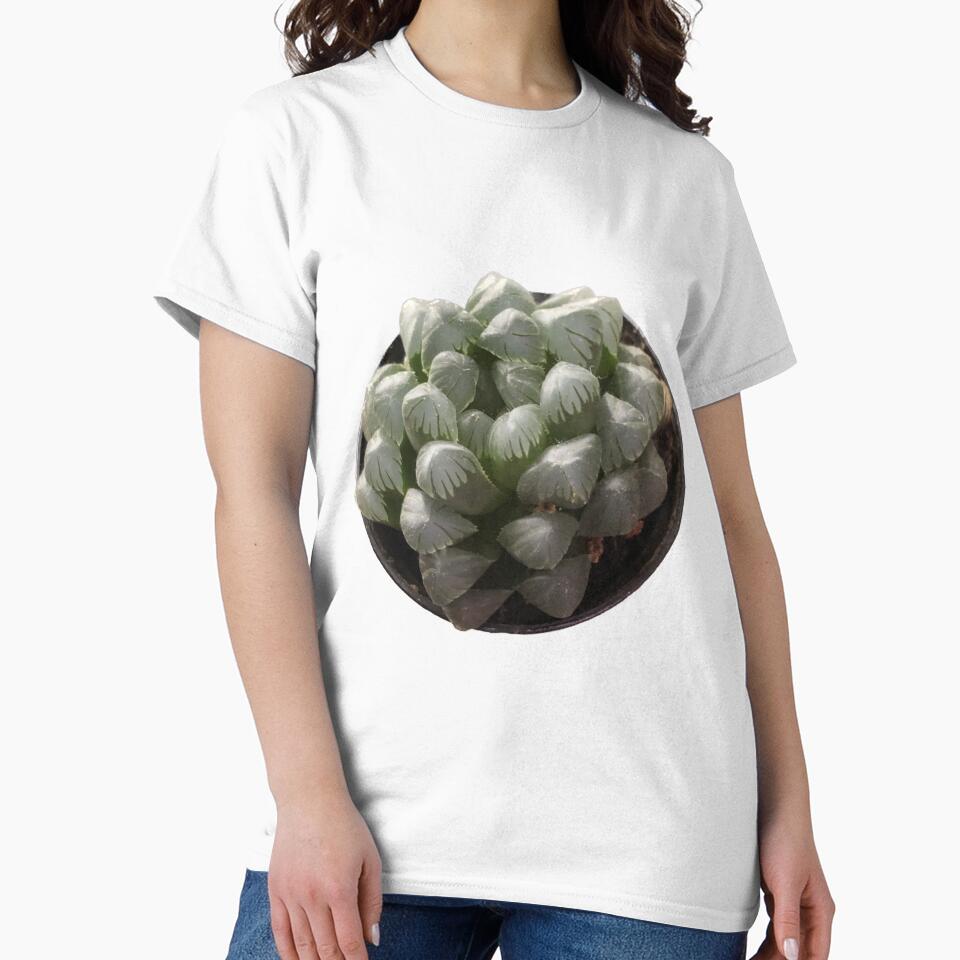 Haworthia cooperi by Phoebew03