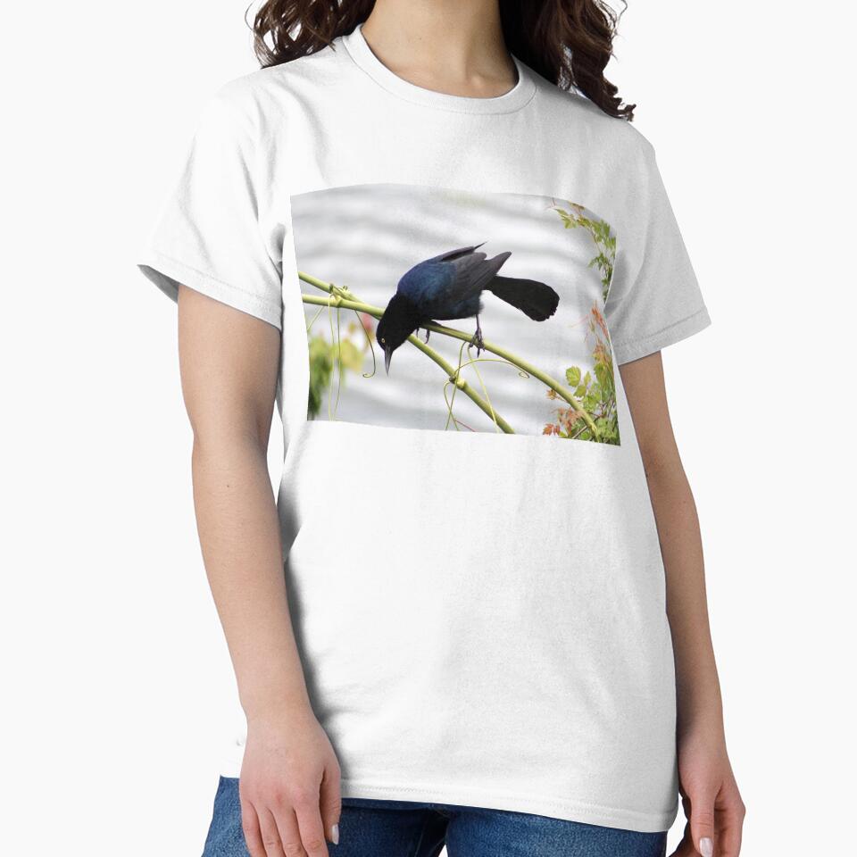 Great-tailed Grackle by Cynthia48