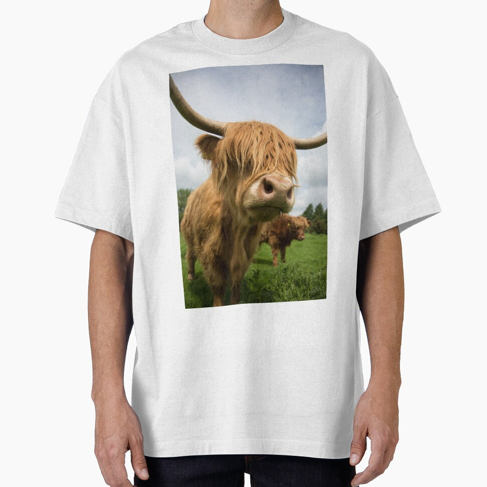 Highland Cow standing in field by Alex Sharp