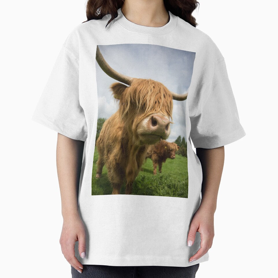 Highland Cow standing in field by Alex Sharp